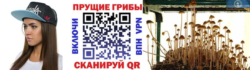 кракен вход  купить наркоту  Можга  Псилоцибиновые грибы мицелий 