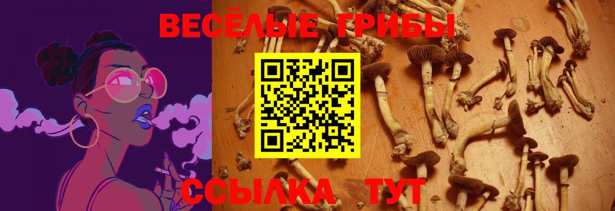 Галлюциногенные грибы Psilocybe Можга